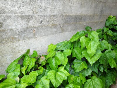 Green masonry concrete wall
