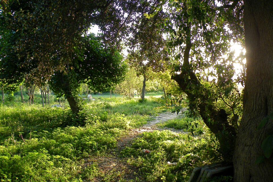 Nature tree