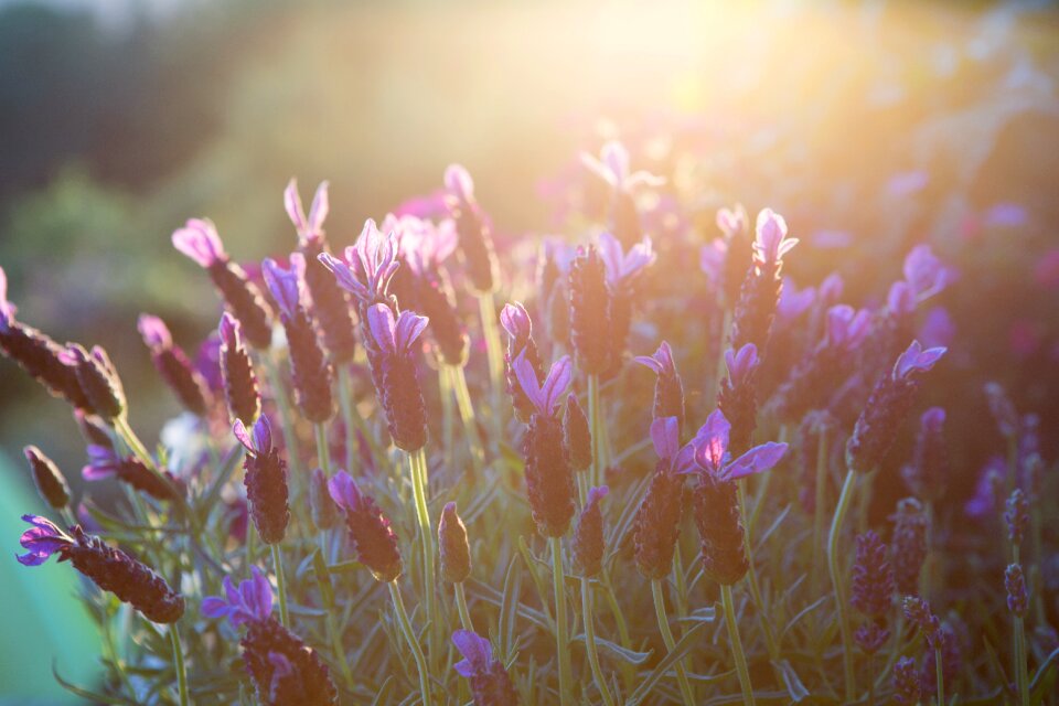 Evening light flowers nature