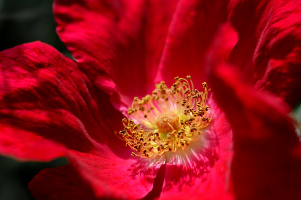 Red rose flower blossom