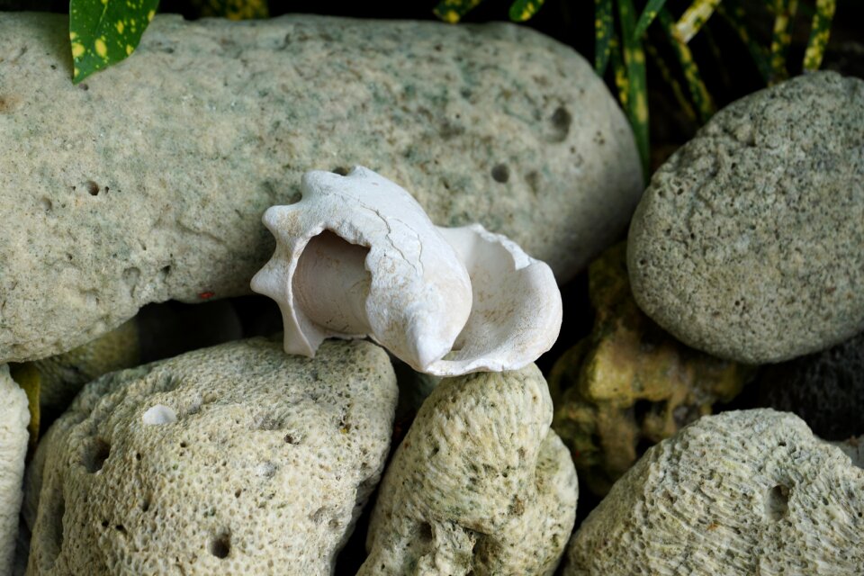 Vacations nature mussel shells