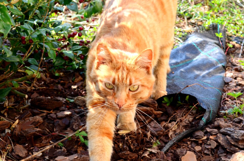 Feline cat's eye pet