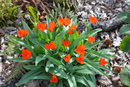 Flower plant botany