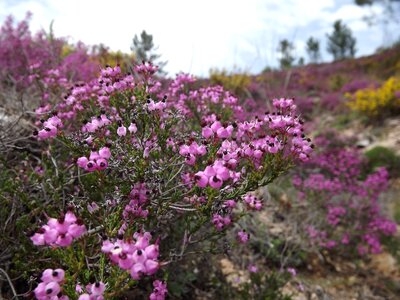 Field purple serra
