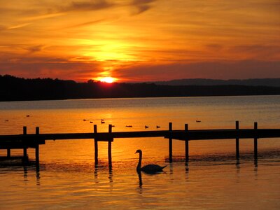 Swan jetty mood
