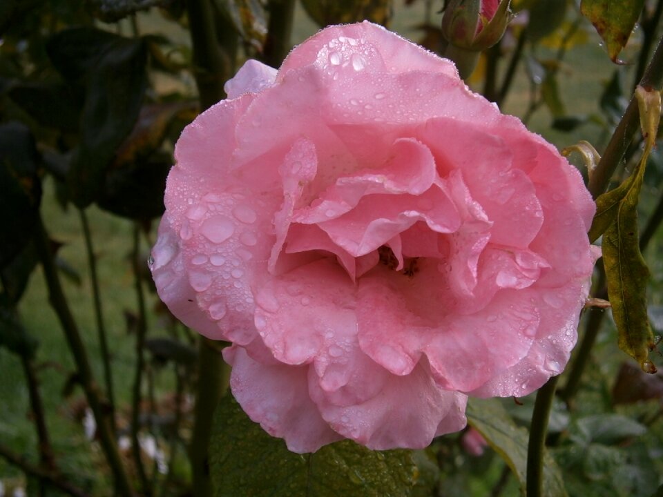 Nature macro garden photo