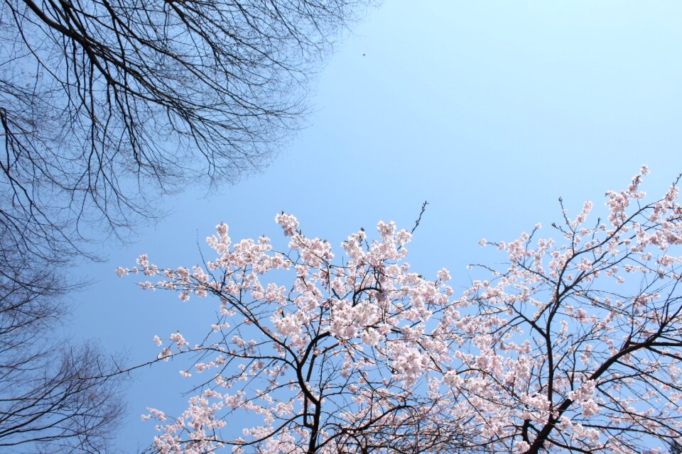 Cherry blossoms blue sky beautiful