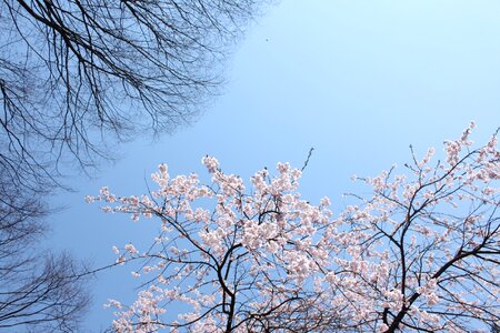 Cherry blossoms blue sky beautiful