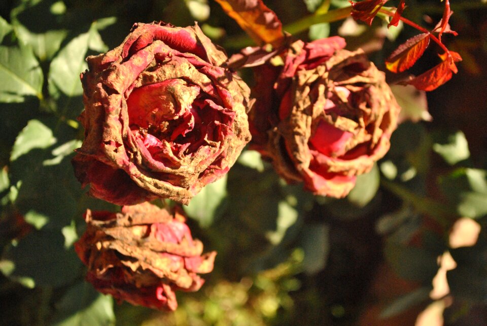 Red dead flower withered