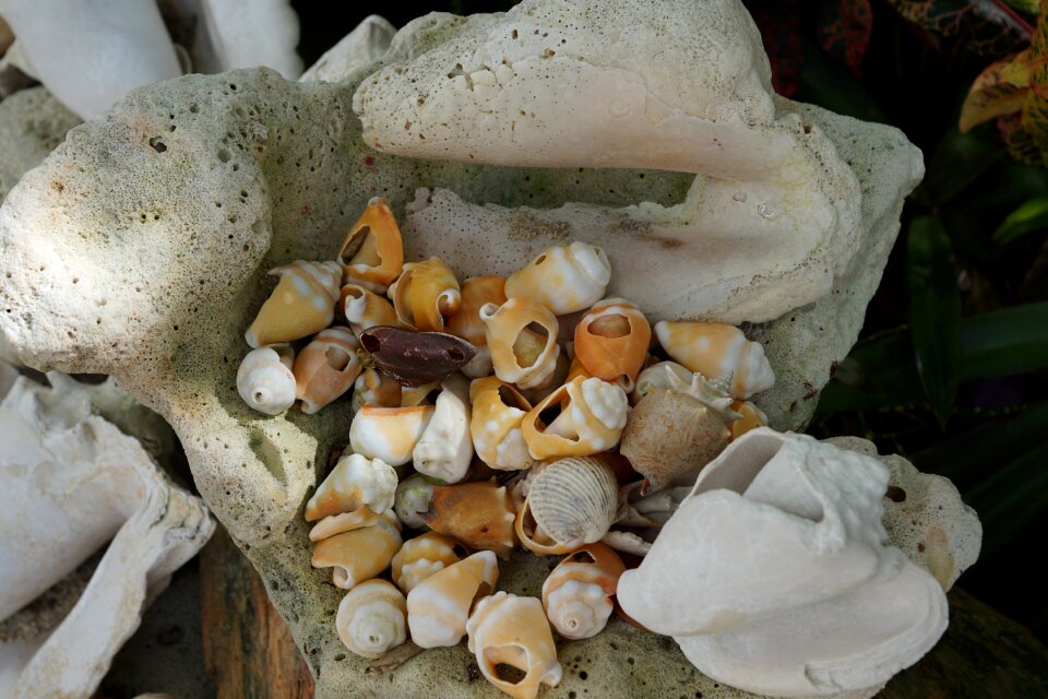 Vacations nature mussel shells