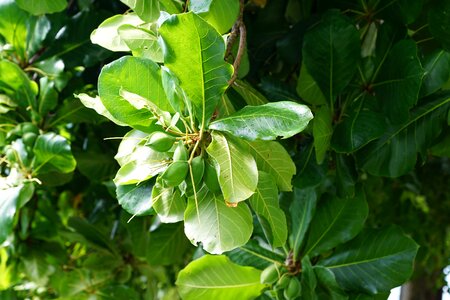 Green caribbean fruit