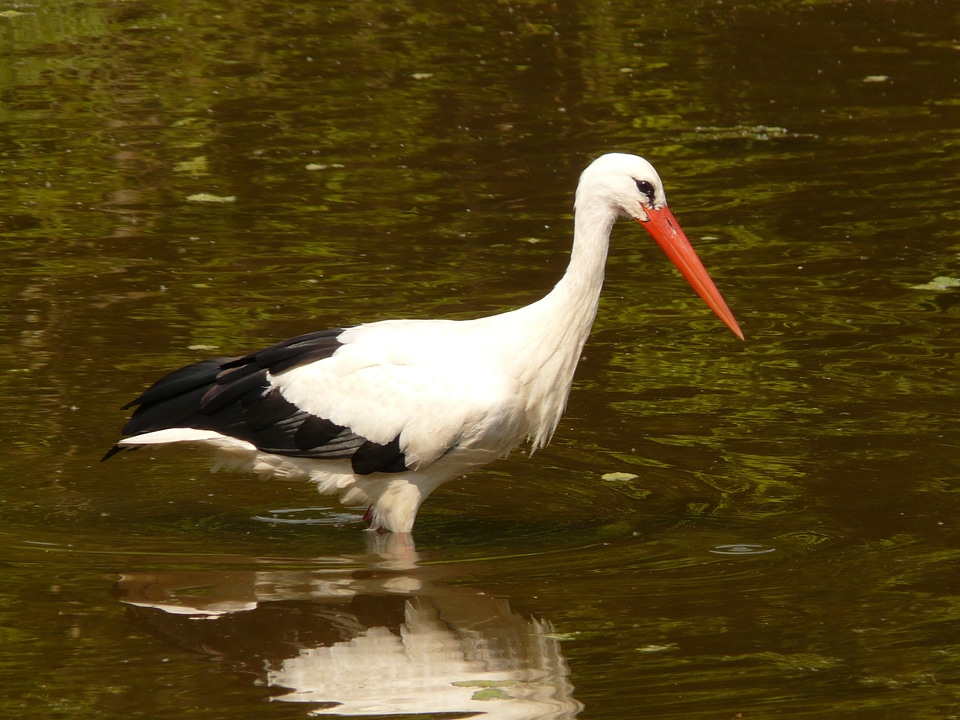 Waters animal bird