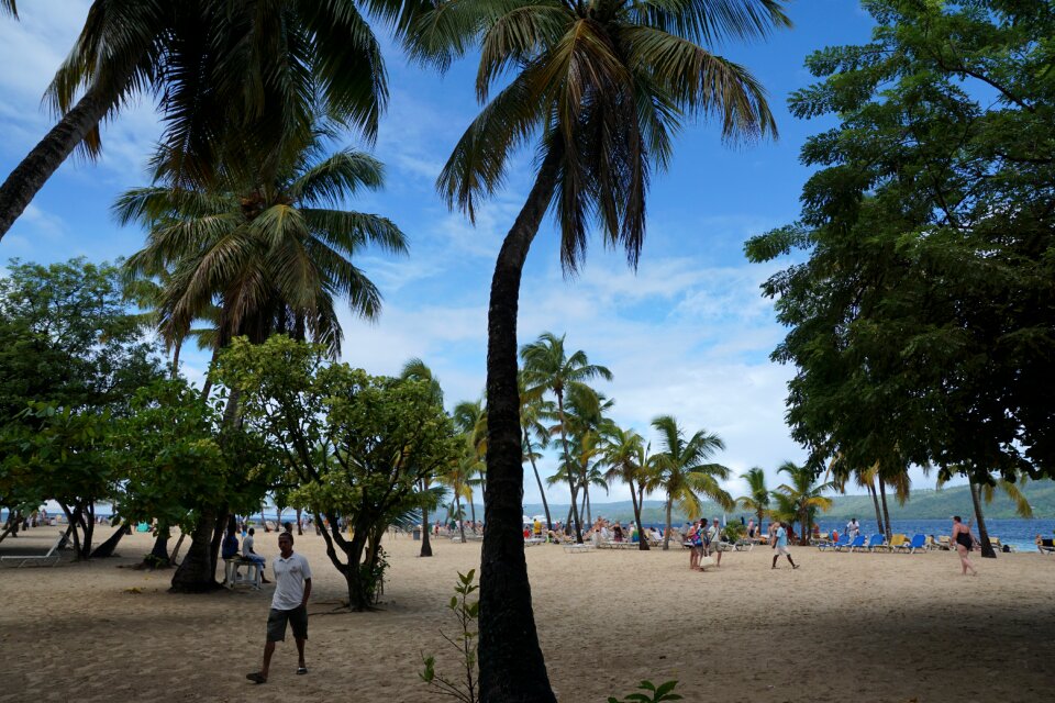 Caribbean palm trees beach