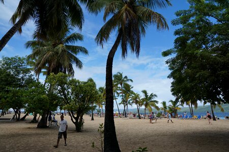Caribbean palm trees beach photo