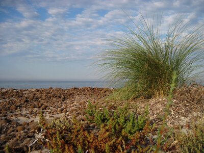 Grasses sea coast photo