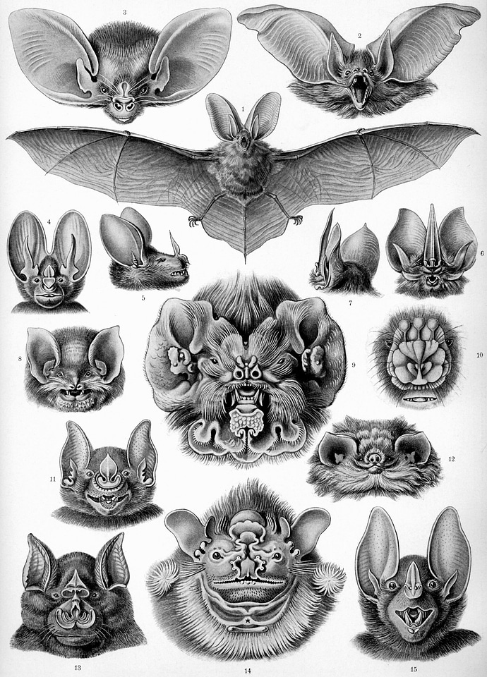 Haeckel chiroptera mammals microchiroptera