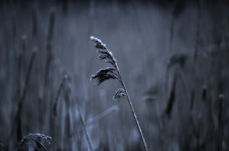 Frost grass winter