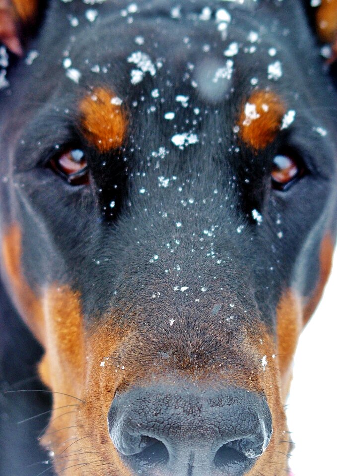Doberman dog snow