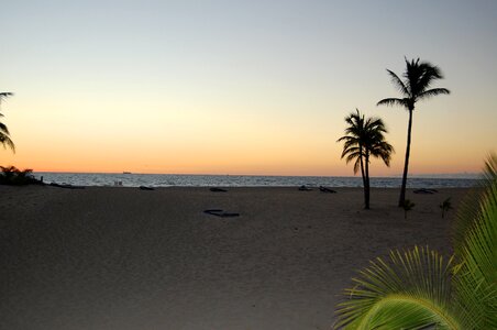 Beach palm photo