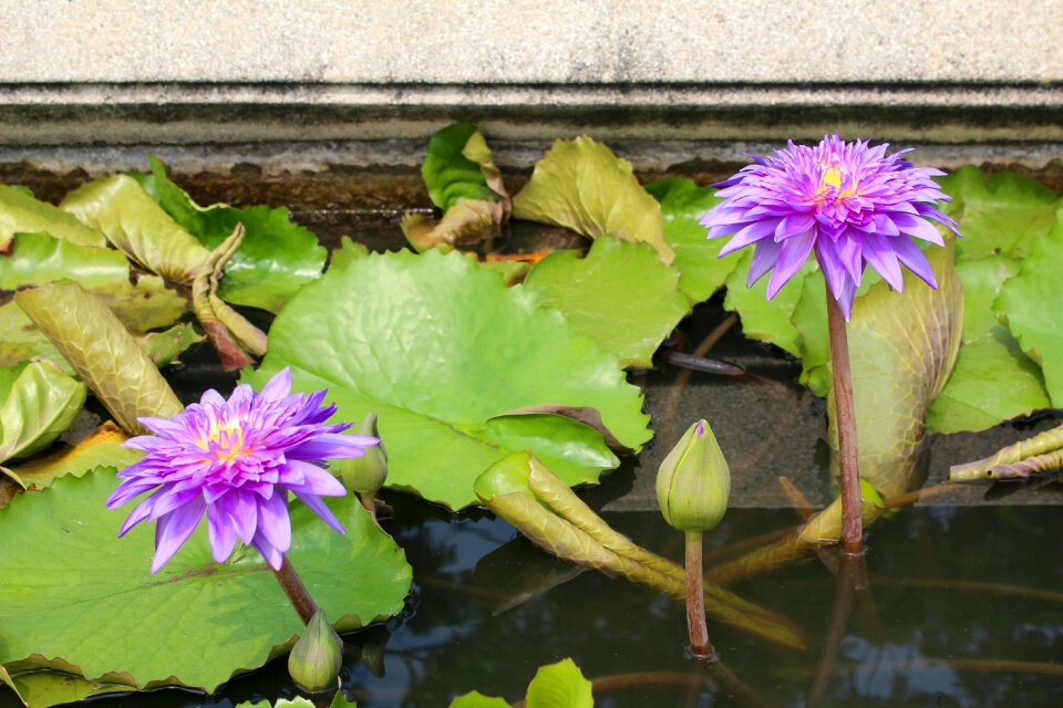 Blossom bloom pond