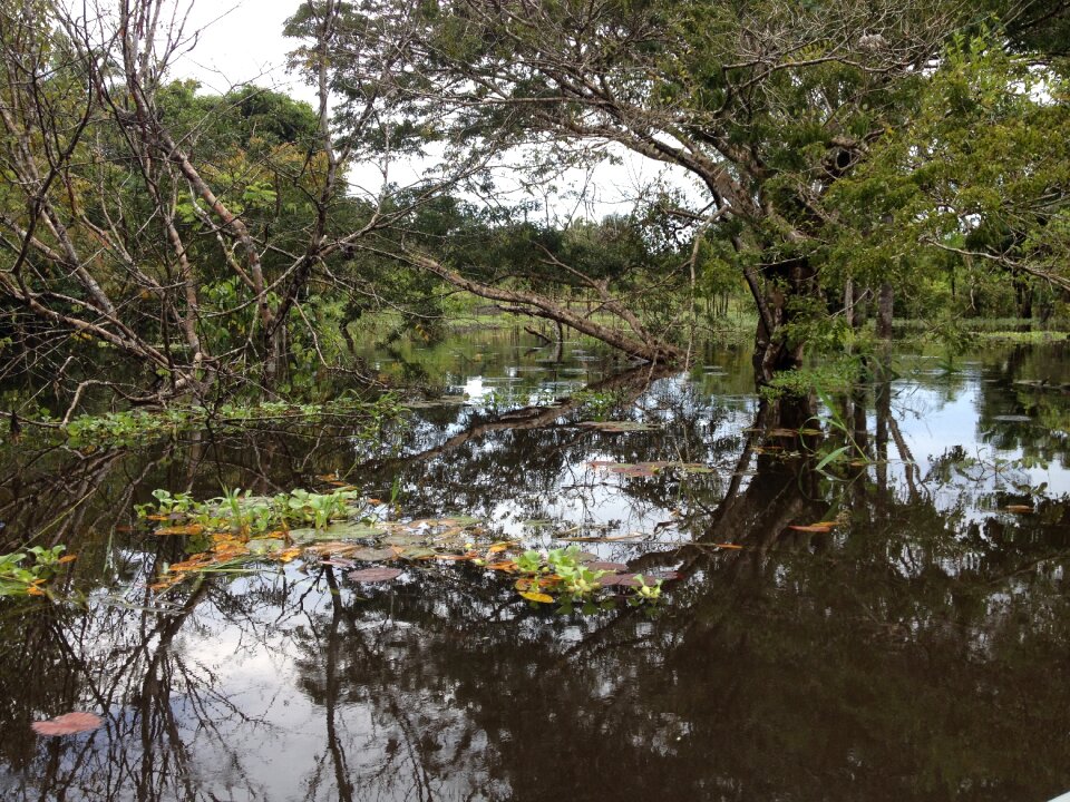 Amazon forest nature