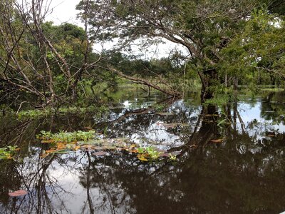 Amazon forest nature