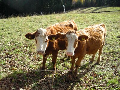 Cows animals beef