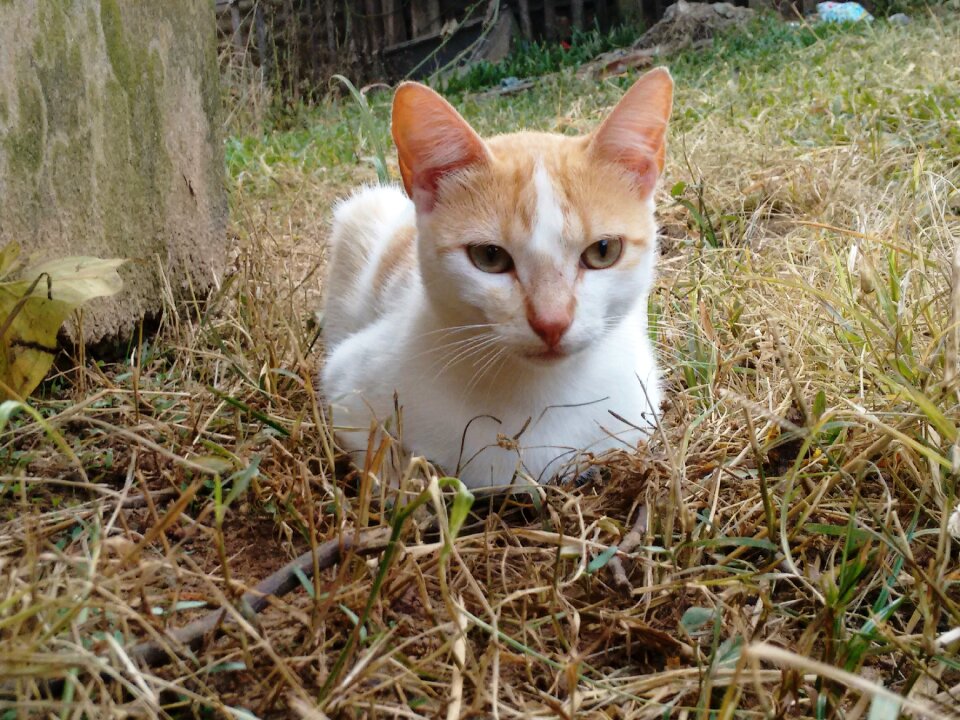 Feline look animals feline