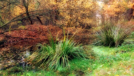 Nature grass the environment