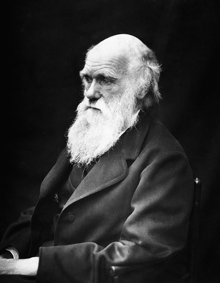 Theory of evolution black and white evolution