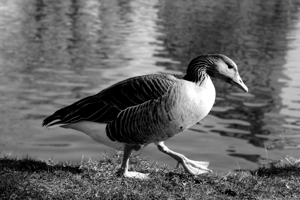 Water bird animal