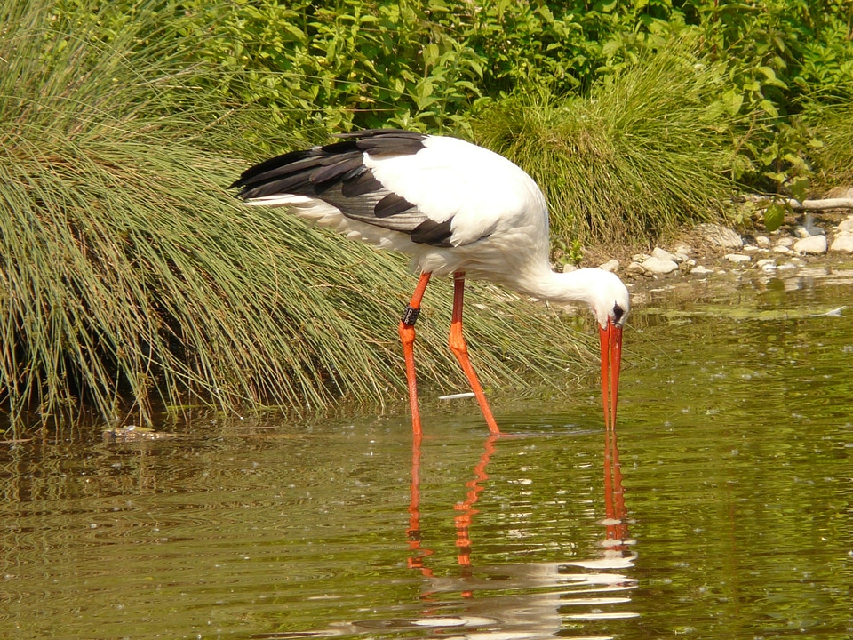 Waters animal bird