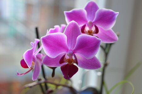 Flower plant close up photo