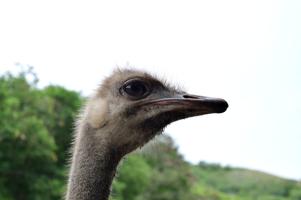 Neck peak eyes