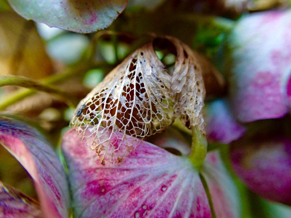 Transience wither leaves