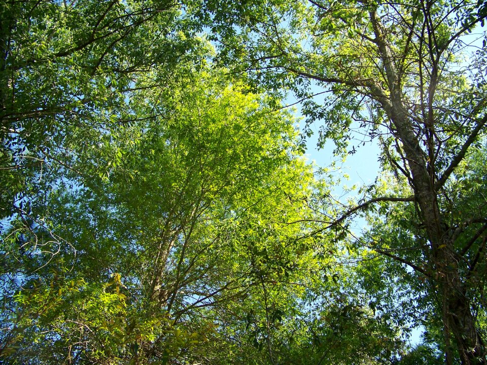 Landscape nature leaves