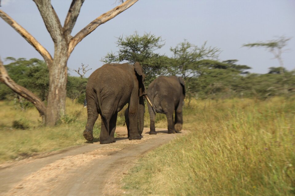 Tanzania nature wildlife