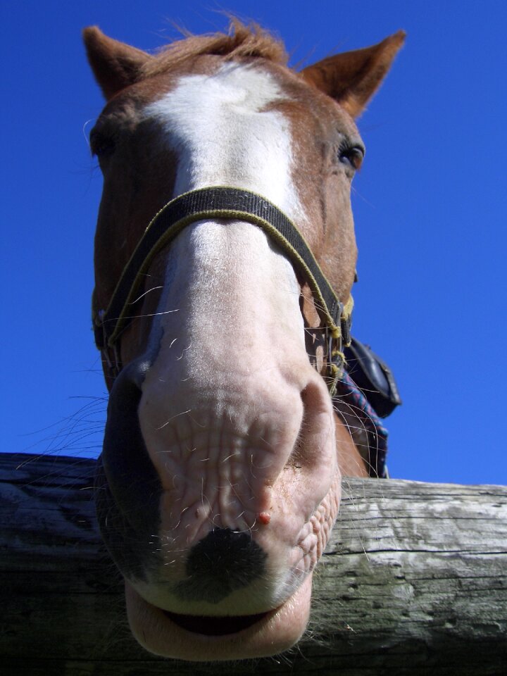 Animal horse head brown