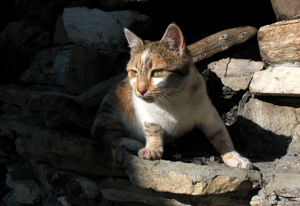 Animals home predator