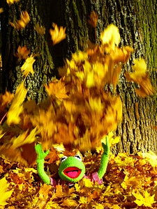 Fun kermit frog photo