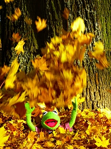 Fun kermit frog