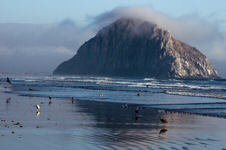 Sea sea birds birds photo