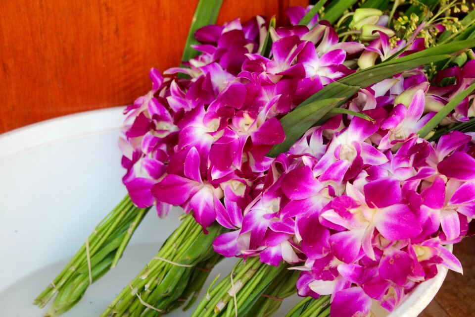 Flower plant nature