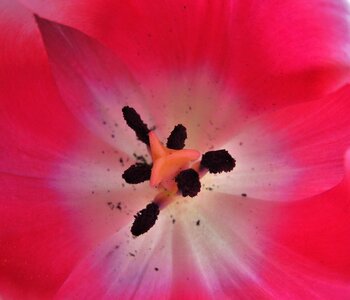 Tulip blossom bloom photo