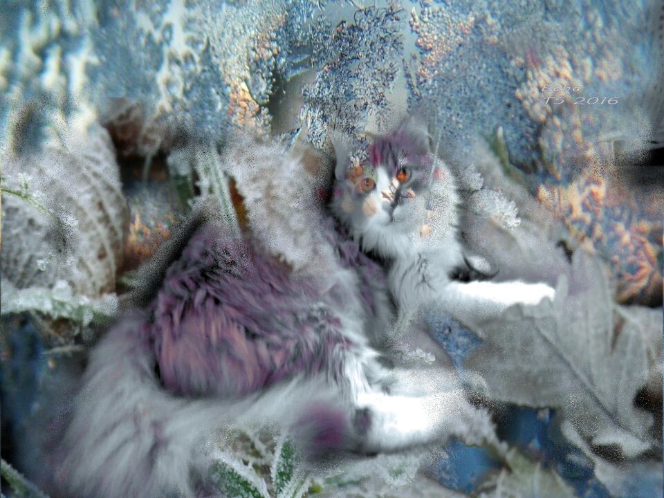 Cat fantasy the best picture ever