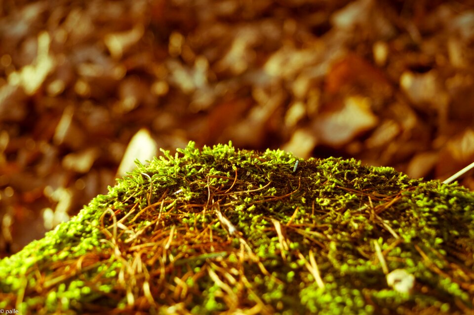 Nature macro tree
