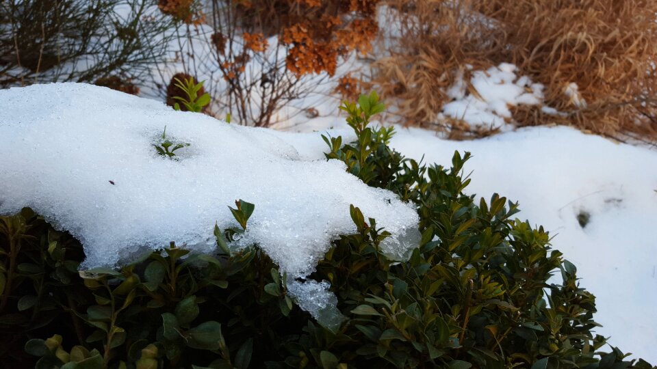 Winter white bush photo