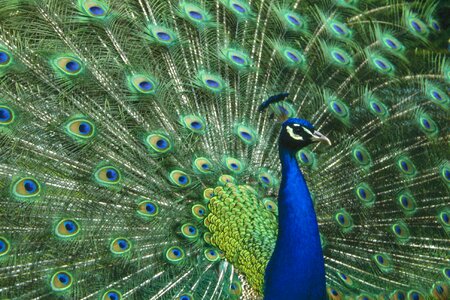 Male feathers