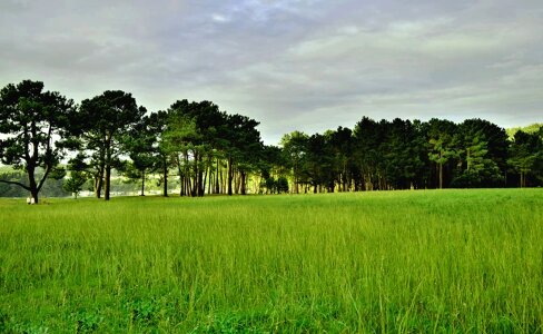 Prado trees green