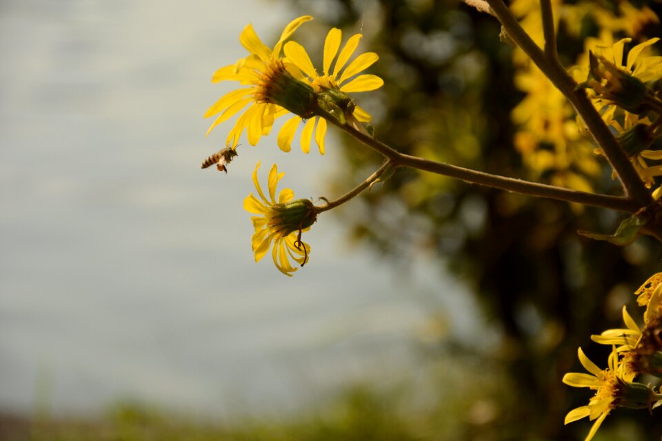 Autumn chrysanthemum bee xuanwu lake